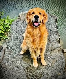 Maschio Golden retriever disponibile per monta