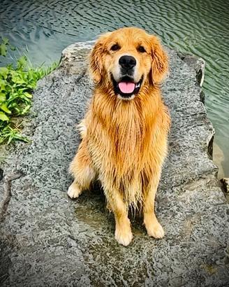 Maschio Golden retriever disponibile per monta