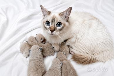Cuccioli Ragdoll disponibili da settembre