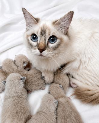Cuccioli Ragdoll disponibili da settembre