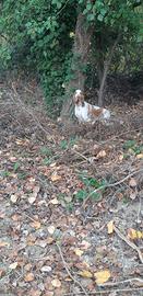 Bracco italiano femmina