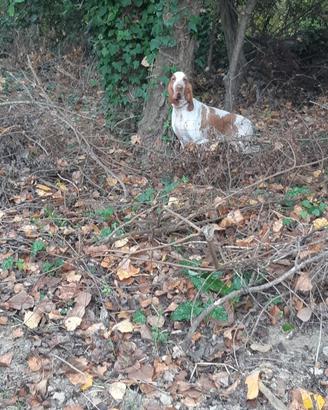 Bracco italiano femmina