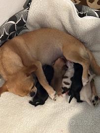 Cuccioli chihuahua pedigri ENCI