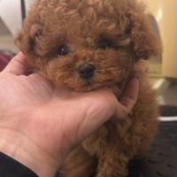 Mini toy Barboncina femmina fulva