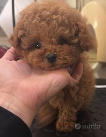 Mini toy Barboncina femmina fulva