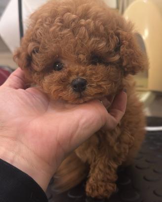 Mini toy Barboncina femmina fulva