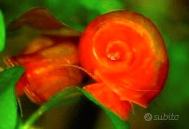 Lumaca rossa da acquario