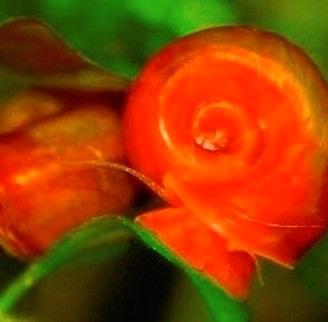 Lumaca rossa da acquario