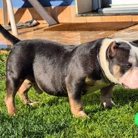 American bully pocket solo per monta