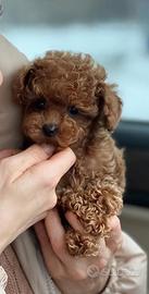 Barboncino Toy cuccioli