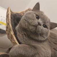 British shorthair