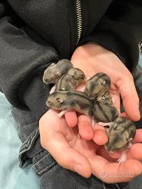 Criceto russo phodopus ciccioli