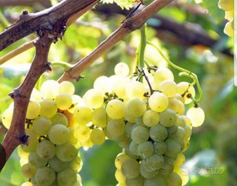 Uva da vino DOC