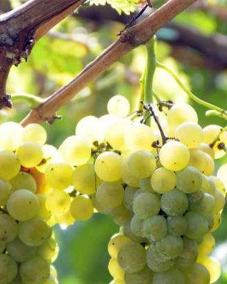 Uva da vino DOC