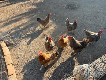 Galline ovaiole