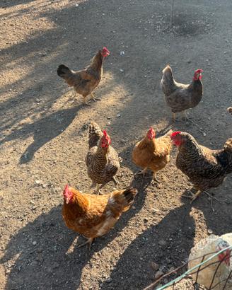 Galline ovaiole