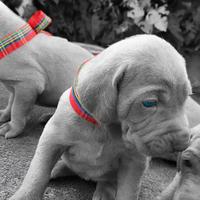 Cuccioli di Weimaraner