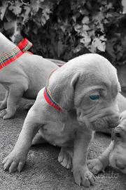 Cuccioli di Weimaraner