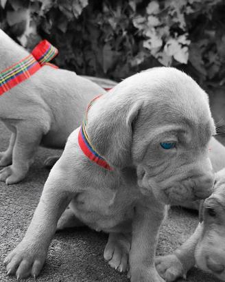 Cuccioli di Weimaraner