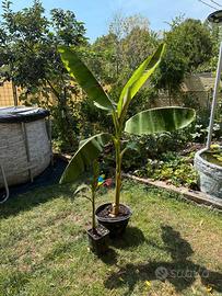 Banano Musa Red ever resistente al gelo (GRANDE)