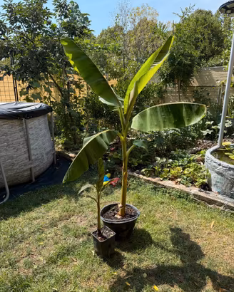 Banano Musa Red ever resistente al gelo (GRANDE)