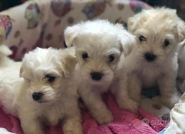 Maltese cuccioli