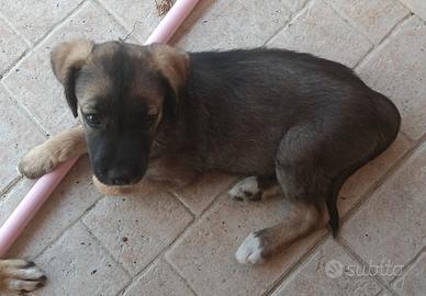 Cuccioli di cane