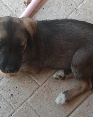 Cuccioli di cane