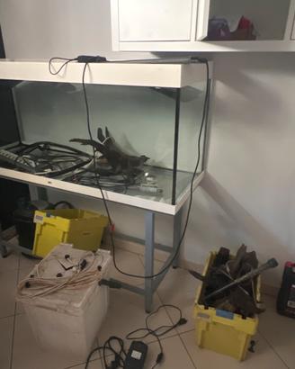 Acquario jawel