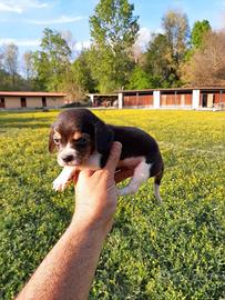 Beagle tricolore cuccioli