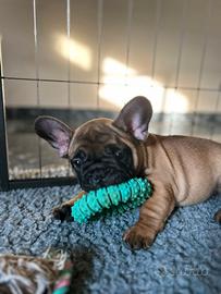 Cucciolo bulldog francese
