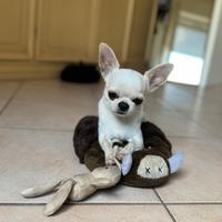 Chihuahua