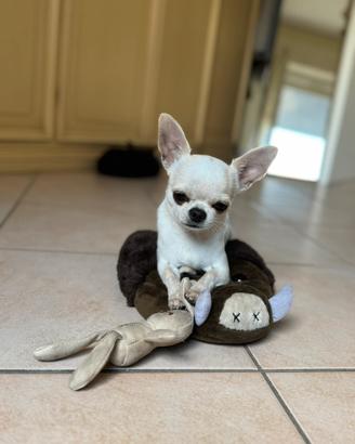 Chihuahua