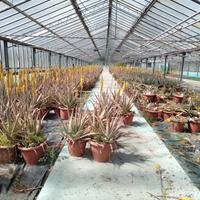 attività di ALOE VERA - produzione ingrosso