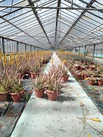 attività di ALOE VERA - produzione ingrosso