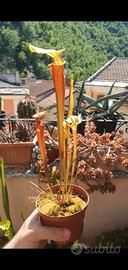 Sarracenia flava var. rubricorpora