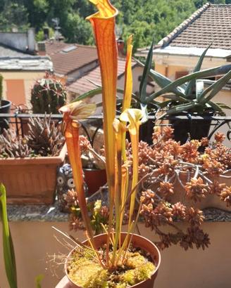 Sarracenia flava var. rubricorpora