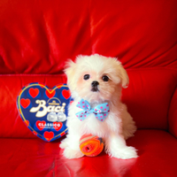 Cuccioli maltese