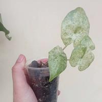 pianta di alocasia  nr 2