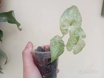 pianta di alocasia  nr 2