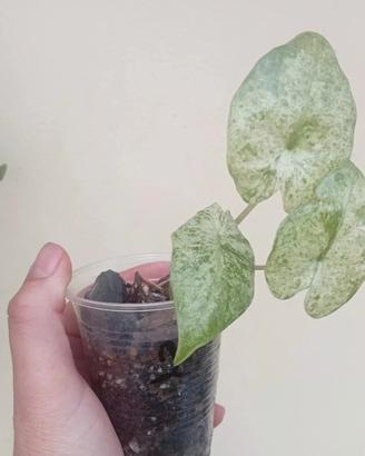 pianta di alocasia  nr 2