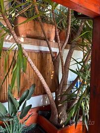 2 yucca da giardino