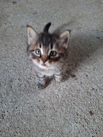 Gratis gattini