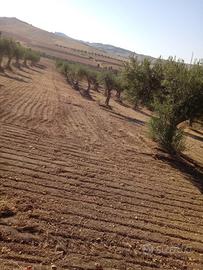 Vendita Terreno con olive nocellara e cerasuola