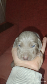 Cuccioli di weimaraner