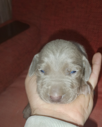 Cuccioli di weimaraner