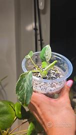 Monstera Bulbasaur (TC) n.11
