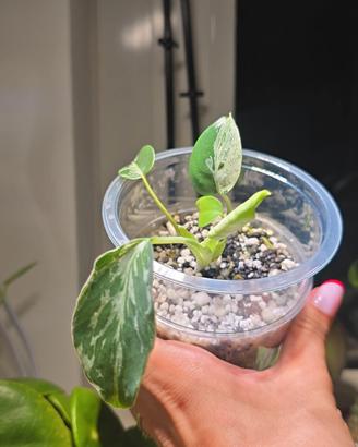 Monstera Bulbasaur (TC) n.11