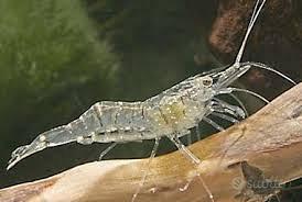 Neocaridina Davidi Wild (Gamberetti Pulitori) |