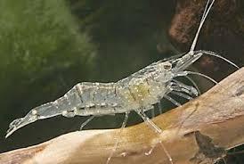 Neocaridina Davidi Wild (Gamberetti Pulitori) |